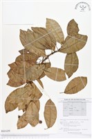 登錄號:BS01659藏品圖，第1張