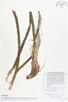 登錄號:BS01661藏品圖，第1張