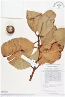 瓊崖海棠、胡桐藏品圖，第1張