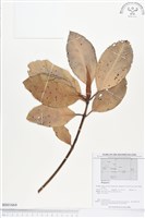 登錄號:BS01664藏品圖，第1張