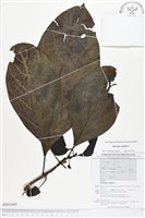 檄樹、諾麗果藏品圖，第1張