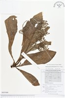 登錄號:BS01666藏品圖，第1張