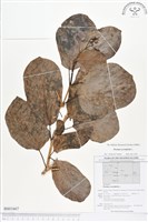 登錄號:BS01667藏品圖，第1張