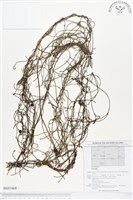 登錄號:BS01668藏品圖，第1張