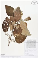 銀背落尾麻藏品圖，第1張