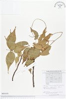 登錄號:BS01670藏品圖，第1張