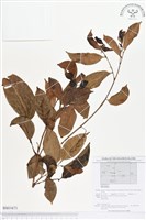 登錄號:BS01671藏品圖，第1張