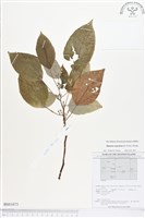 銀背落尾麻藏品圖，第1張