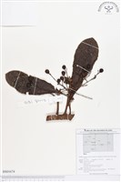 登錄號:BS01674藏品圖，第1張