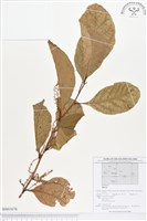 登錄號:BS01676藏品圖，第1張