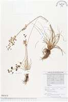 登錄號:BS01678藏品圖，第1張