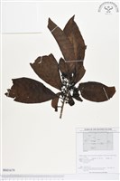 登錄號:BS01679藏品圖，第1張