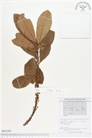 登錄號:BS01680藏品圖，第1張