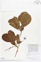 登錄號:BS01682藏品圖，第1張