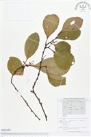 登錄號:BS01683藏品圖，第1張