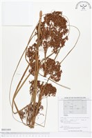 登錄號:BS01684藏品圖，第1張