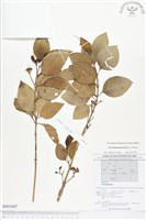 苦林盤藏品圖，第1張