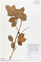 登錄號:BS01688藏品圖，第1張
