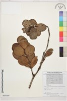 登錄號:BS01689藏品圖，第1張