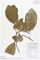 登錄號:BS01691藏品圖，第1張