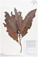 登錄號:BS01692藏品圖，第1張