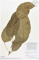 登錄號:BS01694藏品圖，第1張