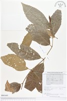 登錄號:BS01695藏品圖，第1張