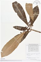 登錄號:BS01696藏品圖，第1張