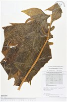 蒟蒻薯藏品圖，第1張