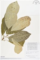 登錄號:BS01698藏品圖，第1張