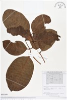 登錄號:BS01699藏品圖，第1張