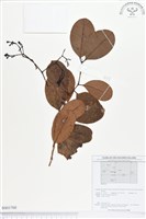 登錄號:BS01700藏品圖，第1張