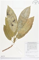 登錄號:BS01701藏品圖，第1張