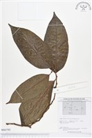 登錄號:BS01702藏品圖，第1張