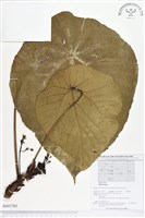 登錄號:BS01703藏品圖，第1張