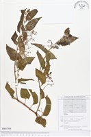 登錄號:BS01704藏品圖，第1張