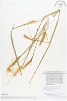 登錄號:BS01705藏品圖，第1張