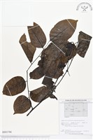 登錄號:BS01706藏品圖，第1張