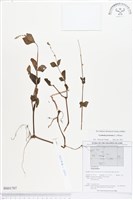 假川牛膝藏品圖，第1張