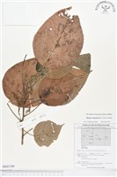 銀背落尾麻藏品圖，第1張