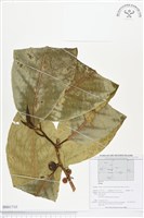 登錄號:BS01710藏品圖，第1張