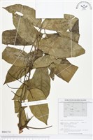 登錄號:BS01711藏品圖，第1張