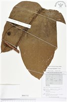 登錄號:BS01712藏品圖，第1張