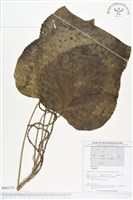 登錄號:BS01713藏品圖，第1張