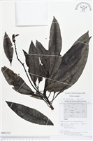 海檬果藏品圖，第1張