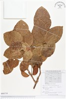 太平洋鐵木藏品圖，第1張