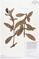 登錄號:BS01719藏品圖，第1張