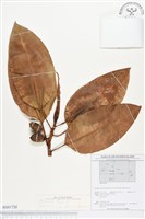 登錄號:BS01720藏品圖，第1張