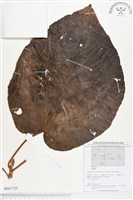 登錄號:BS01725藏品圖，第1張