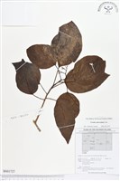 橙花破布子藏品圖，第1張